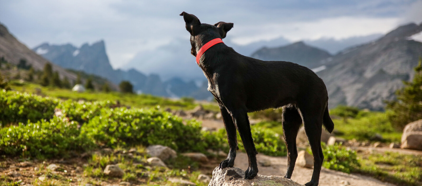 Dog watching at a distance Dog watching at a distance