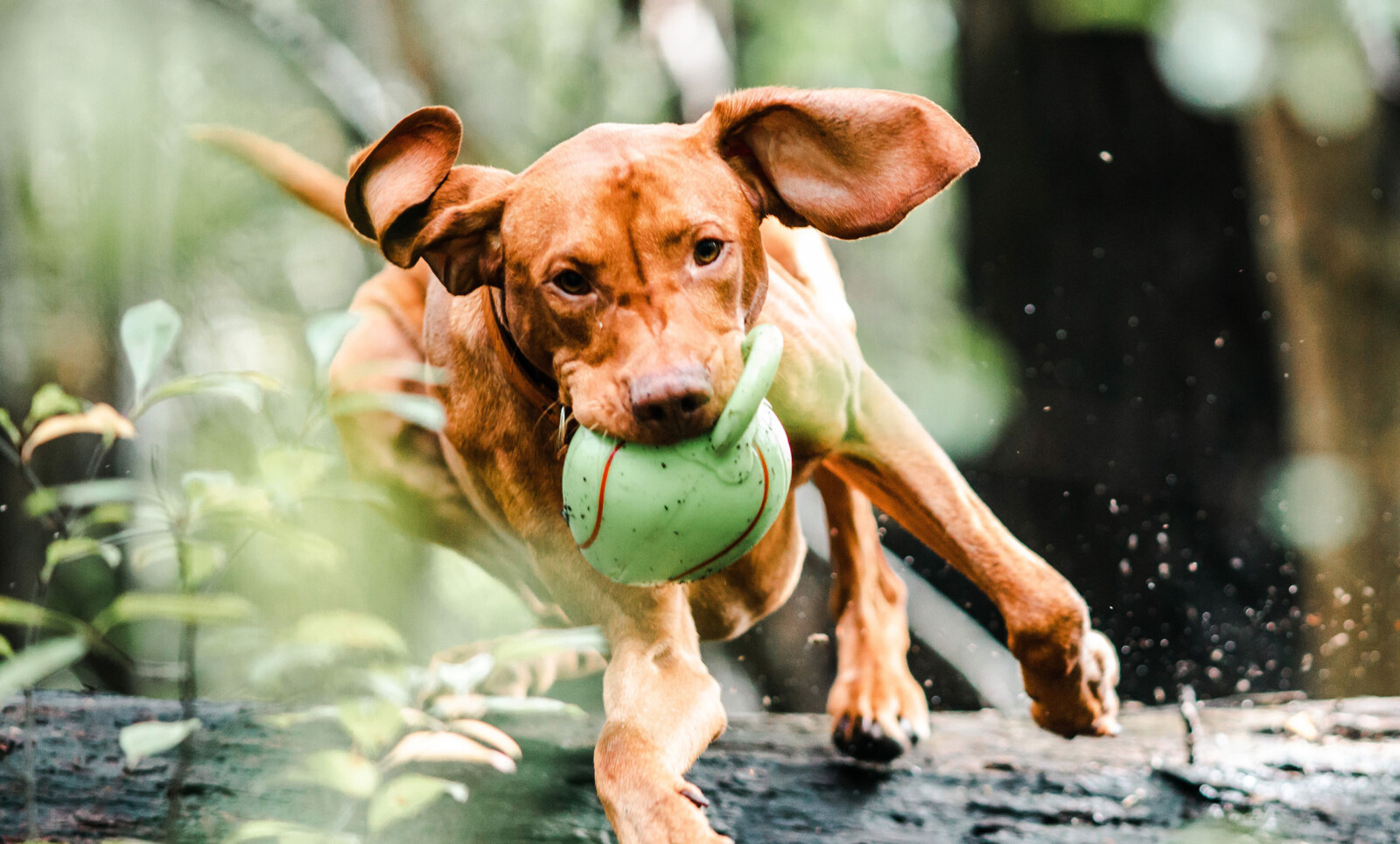Dog Playing 1