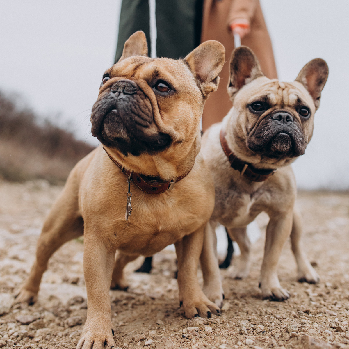 Perros con problemas dermatologícos